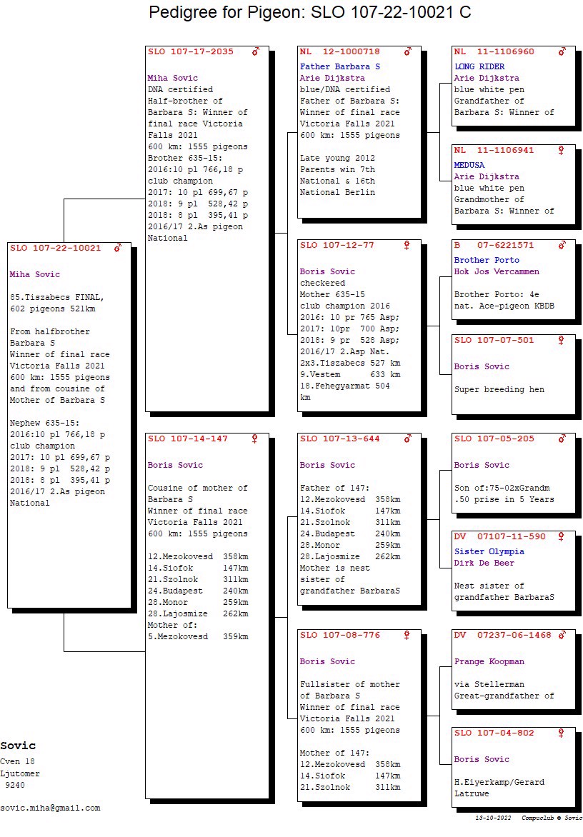 Pigeon pedigree image