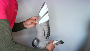 Pigeon image