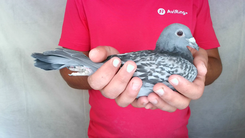 Pigeon image