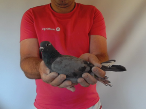 Pigeon image