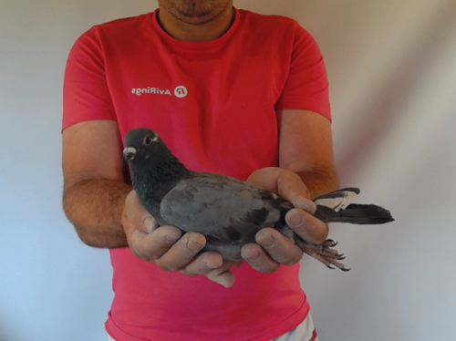 Pigeon image