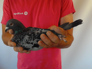 Pigeon image