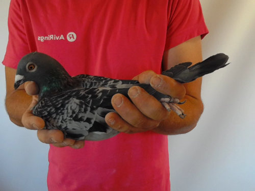 Pigeon image