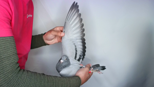 Pigeon image