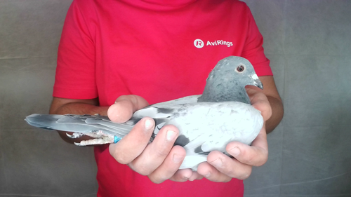 Pigeon image