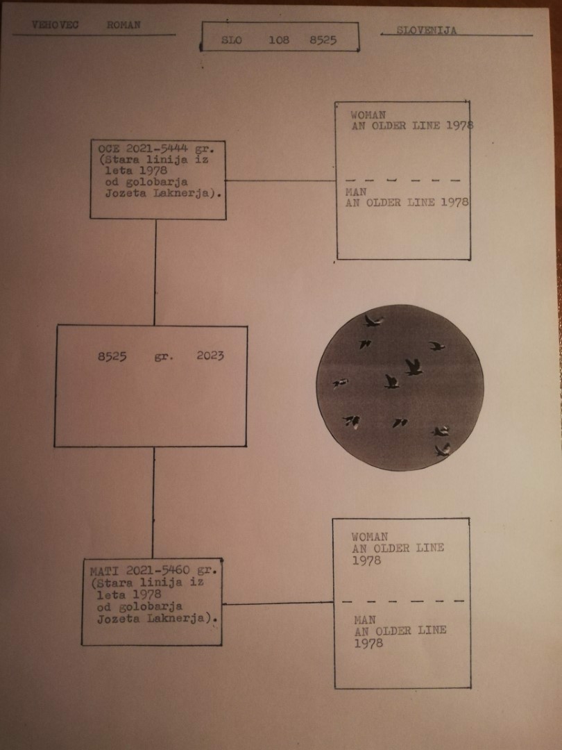 Pigeon pedigree image