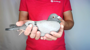 Pigeon image