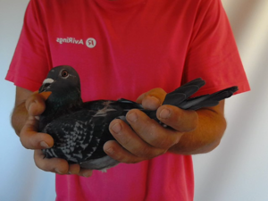 Pigeon image
