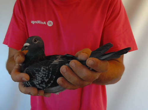 Pigeon image