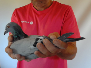 Pigeon image