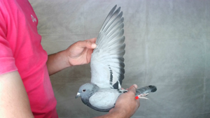 Pigeon image
