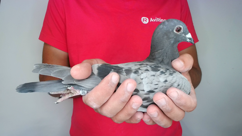 Pigeon image