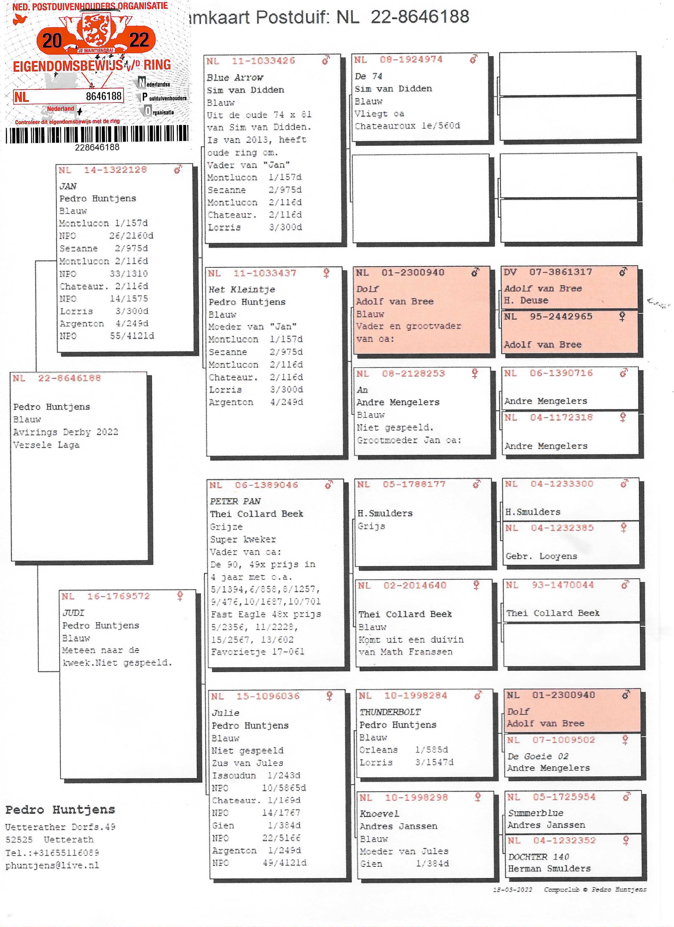 Pigeon pedigree image