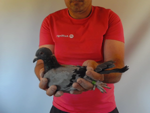 Pigeon image
