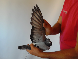 Pigeon image