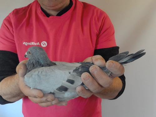 Pigeon image