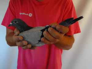 Pigeon image