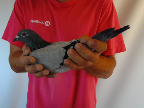 Pigeon image