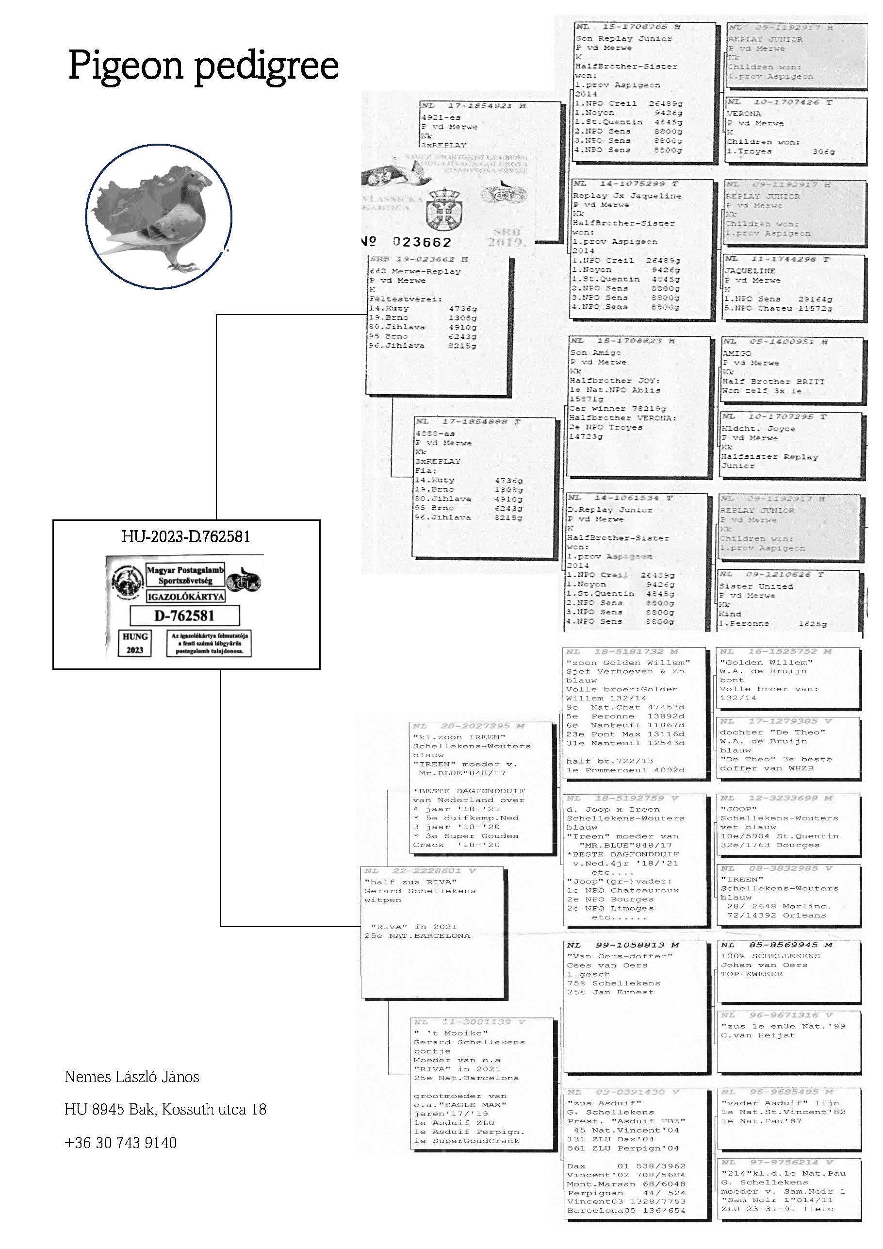 Pigeon pedigree image