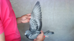 Pigeon image