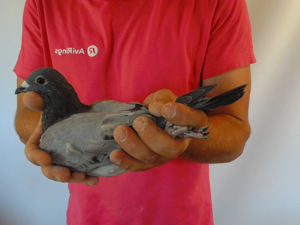 Pigeon image