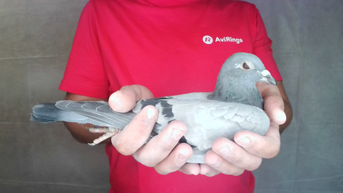Pigeon image