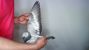 Pigeon image