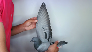 Pigeon image