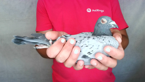 Pigeon image