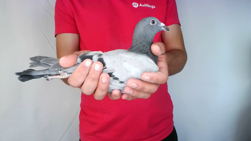 Pigeon image