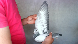 Pigeon image