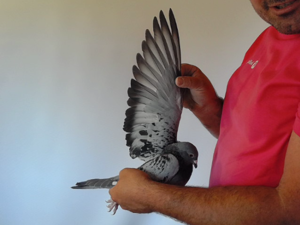 Pigeon image