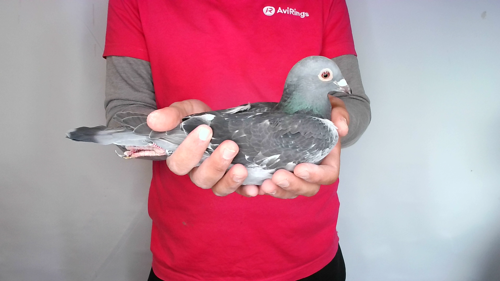Pigeon image