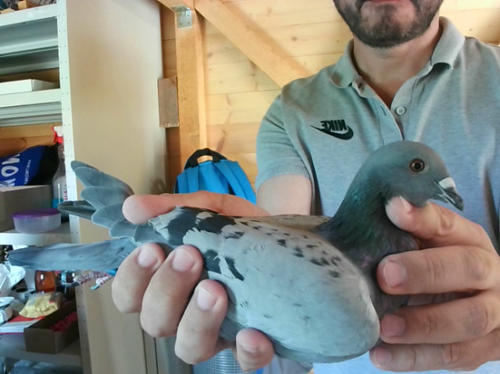 Pigeon image