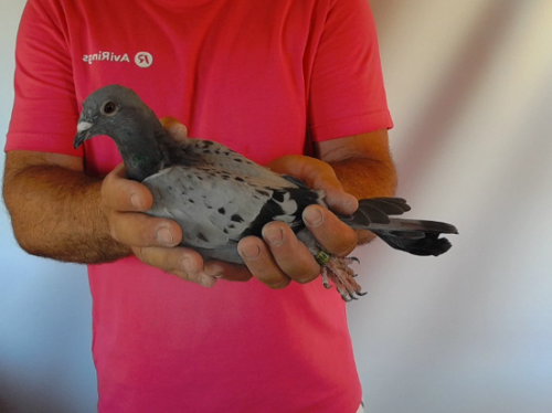 Pigeon image