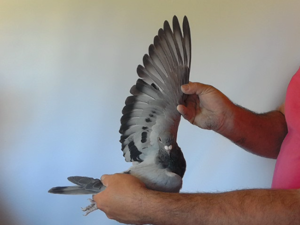 Pigeon image