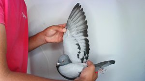 Pigeon image