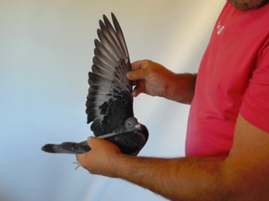 Pigeon image