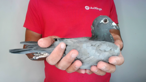 Pigeon image