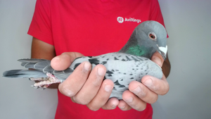 Pigeon image