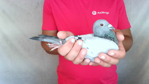 Pigeon image