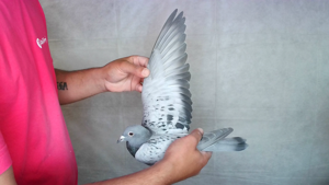 Pigeon image