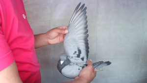 Pigeon image
