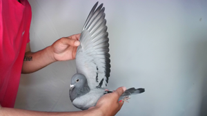 Pigeon image