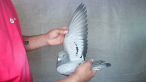 Pigeon image