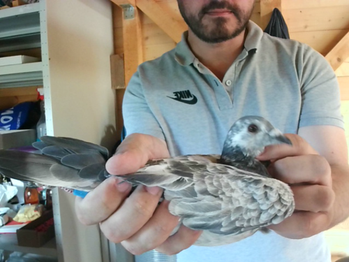 Pigeon image