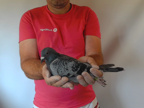 Pigeon image