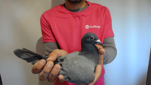 Pigeon image