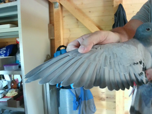Pigeon image