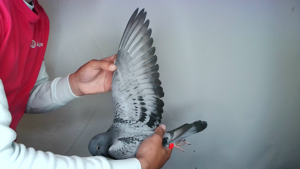 Pigeon image